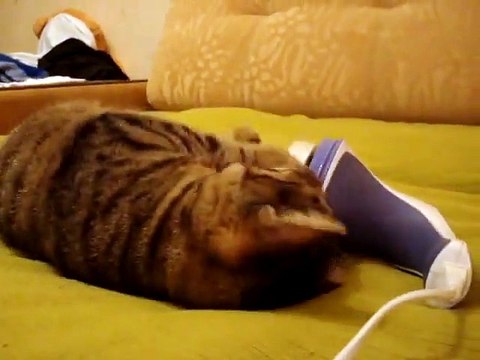 Кот и массажёр нашли друг друга