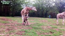 Mignons bébés animaux Debout pour la première fois et faire vos premiers Compilation [HD V