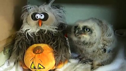 Un bébé hibou chante et danse avec une peluche