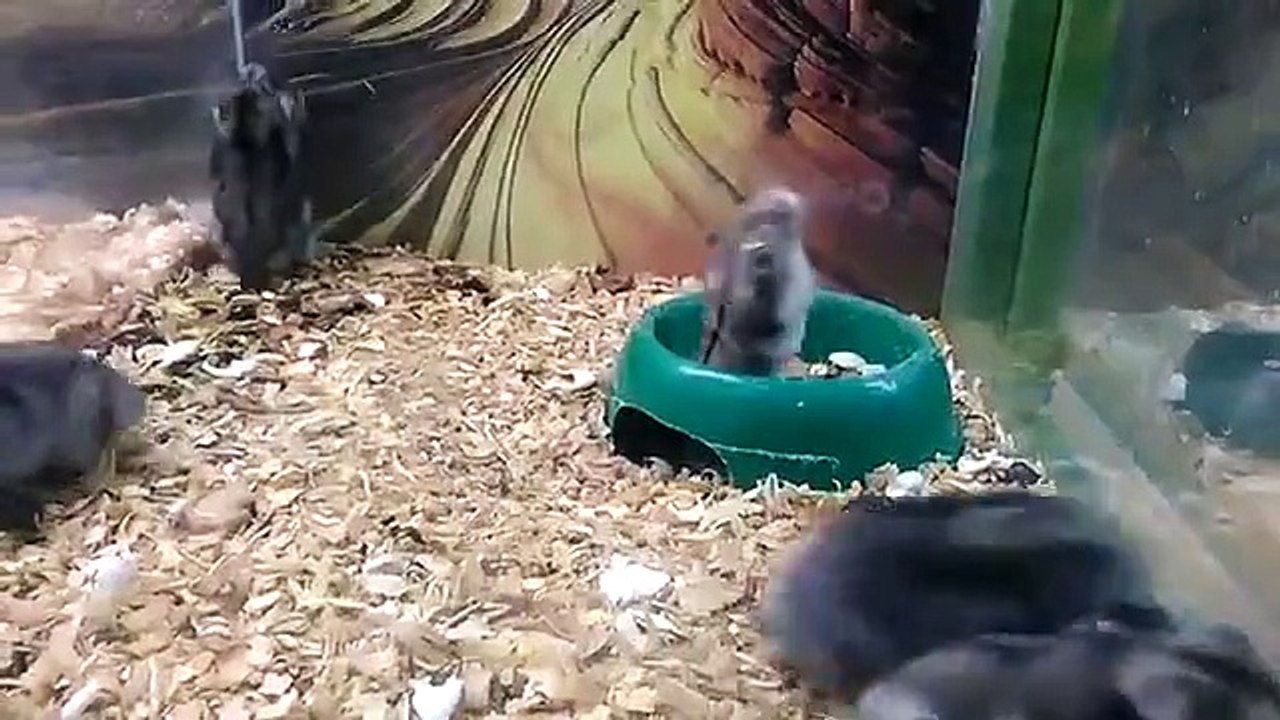 Un hamster fait des saltos arrières