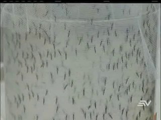 Ministerio de Salud emite alerta sobre Zika