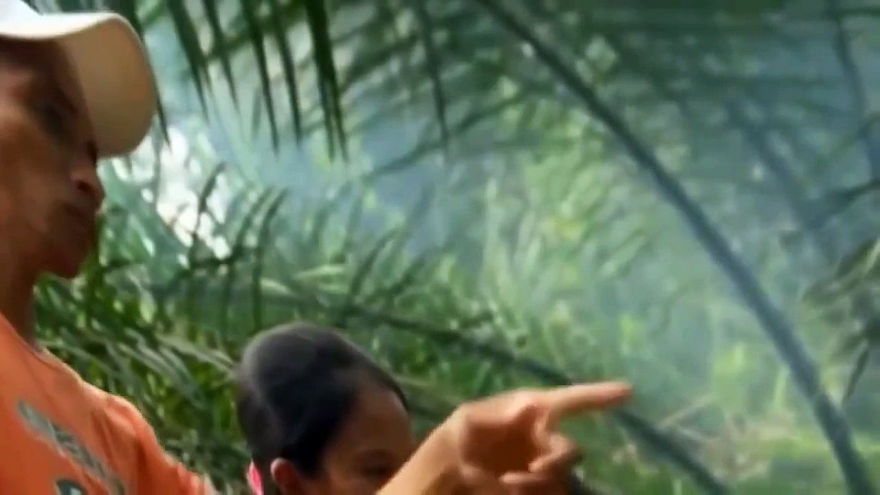 Animals Documentary Films Nat Geo Wild documentaries 2015 crocodile hunter wildlife in com