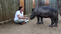 Baby rhino refuses to sleep alone after mother was brutally murdered by poachers