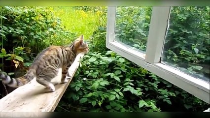 Epic Fails Extreme Funny | Ultimate Fails 2015 ( FailON Version )