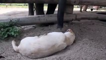 Baby Elephant Tries To Wake Sleeping Dog - Funny Animals