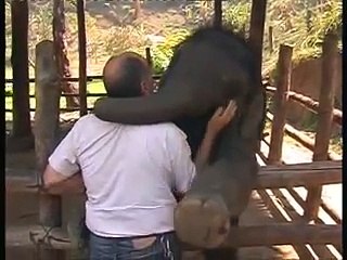 Cute baby elephant cuddles with man.