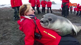 Cute Baby Elephant Seal Cuddles Up To Tourist
