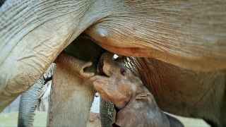 Now living wild, orphan elephant Wendi gives birth to her first baby