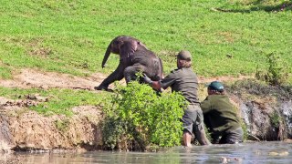 Incredible Baby Elephant Rescue [Pics]