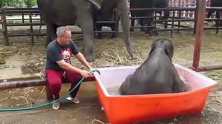 Baby Elephant Can't Figure Out How His Bath Tub Works