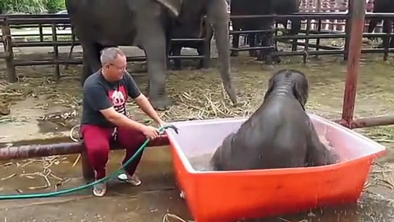 Baby Elephant Can't Figure Out How His Bath Tub Works