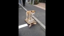 Shiba Riding A Turtle Is The Laziest, Most Boring Crime Fighting Duo Ever