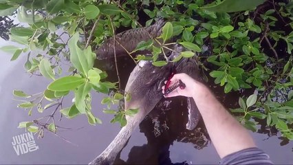 Man Saves Pelican with Fishing Wire Around its Beak