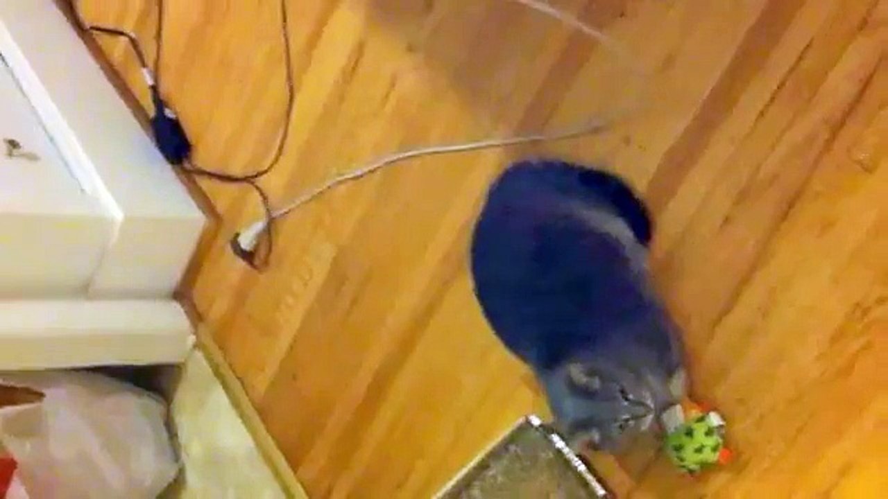 My Talking Cat Talks All About Loving Her "Baby" (with translation)