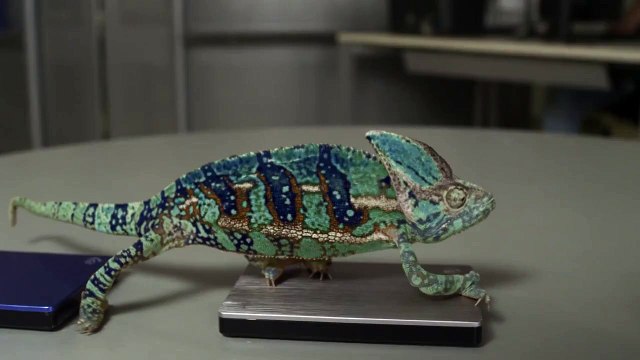 Забавный хамелеон меняет цвет - видео прикол