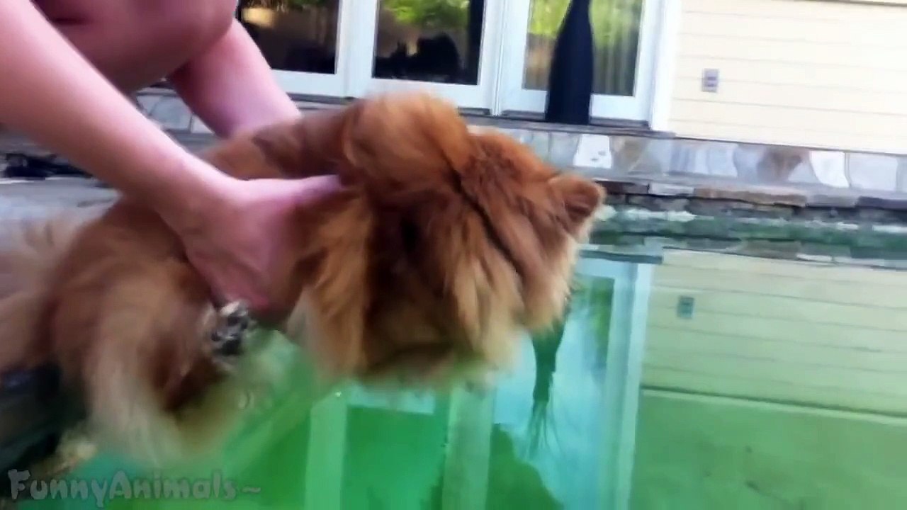 Dog Swimming in Air Compilation