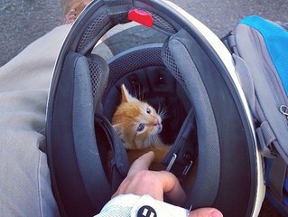 Une motarde sauve un chaton qui allait se faire écraser et l'adopte