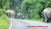 Motorcycle gets attacked by Herd of Elephants in Kao Yai Park in Thailand