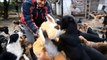 450 chiens jouent ensemble dans ce centre pour chiens abandonnés en Serbie