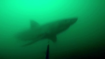 Download Video: Attaque d'un Grand Requin Blanc sur un pecheur en apnée. Flippant!