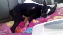 Funny Dogs Sleeping in Weird Positions Compilation