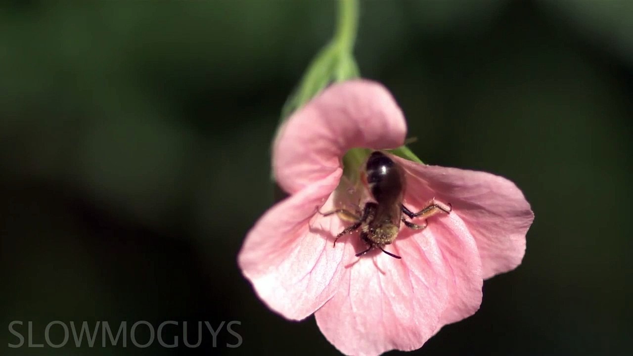 Electric Bug Zapper in Slow Motion - The Slow Mo Guys