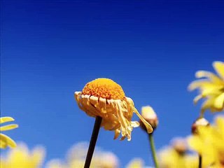 Surah Quraish  106  By Shaikh Idrees Abkar