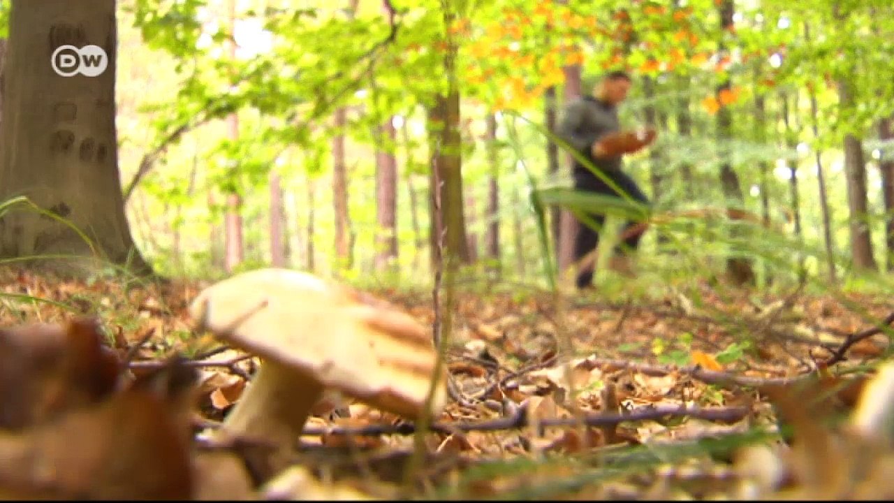 Wildschweinbraten mit Pilzen und Graupenrisotto | Euromaxx