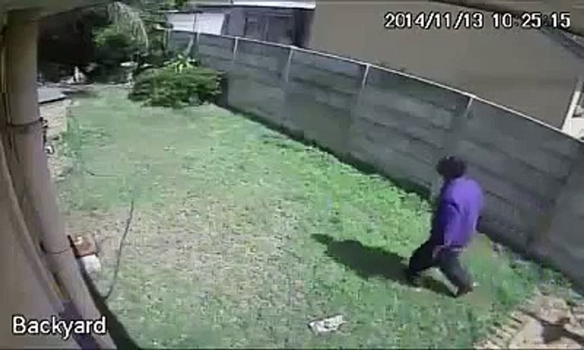 Thief vs dog