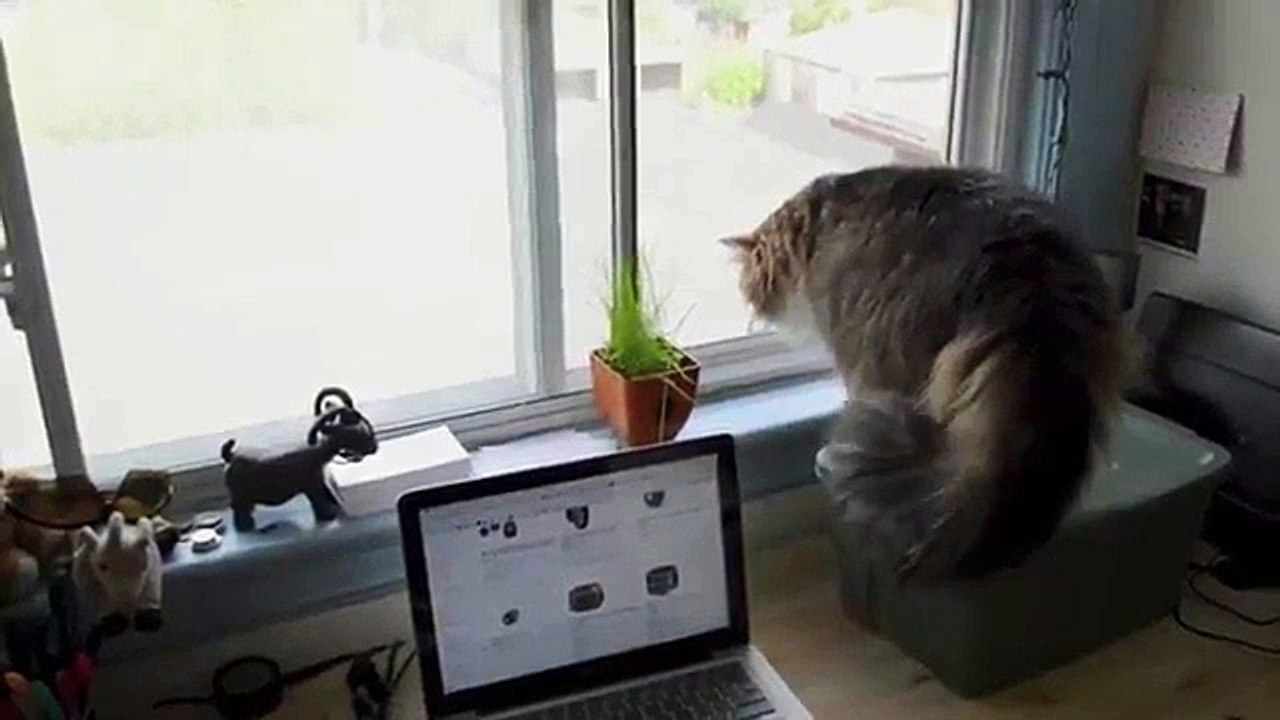 cat window