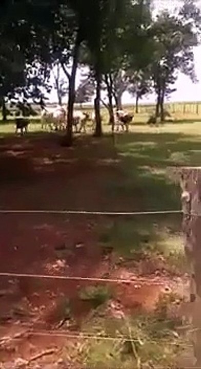 Cow vs Sheep