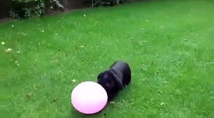 lapin ballon