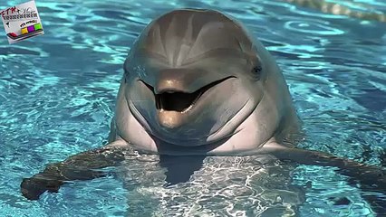 10 - ♪ ♫ ♩ ♬ Relaxing Music - uyku müziği - Study Music - Terapi müziği - doğa