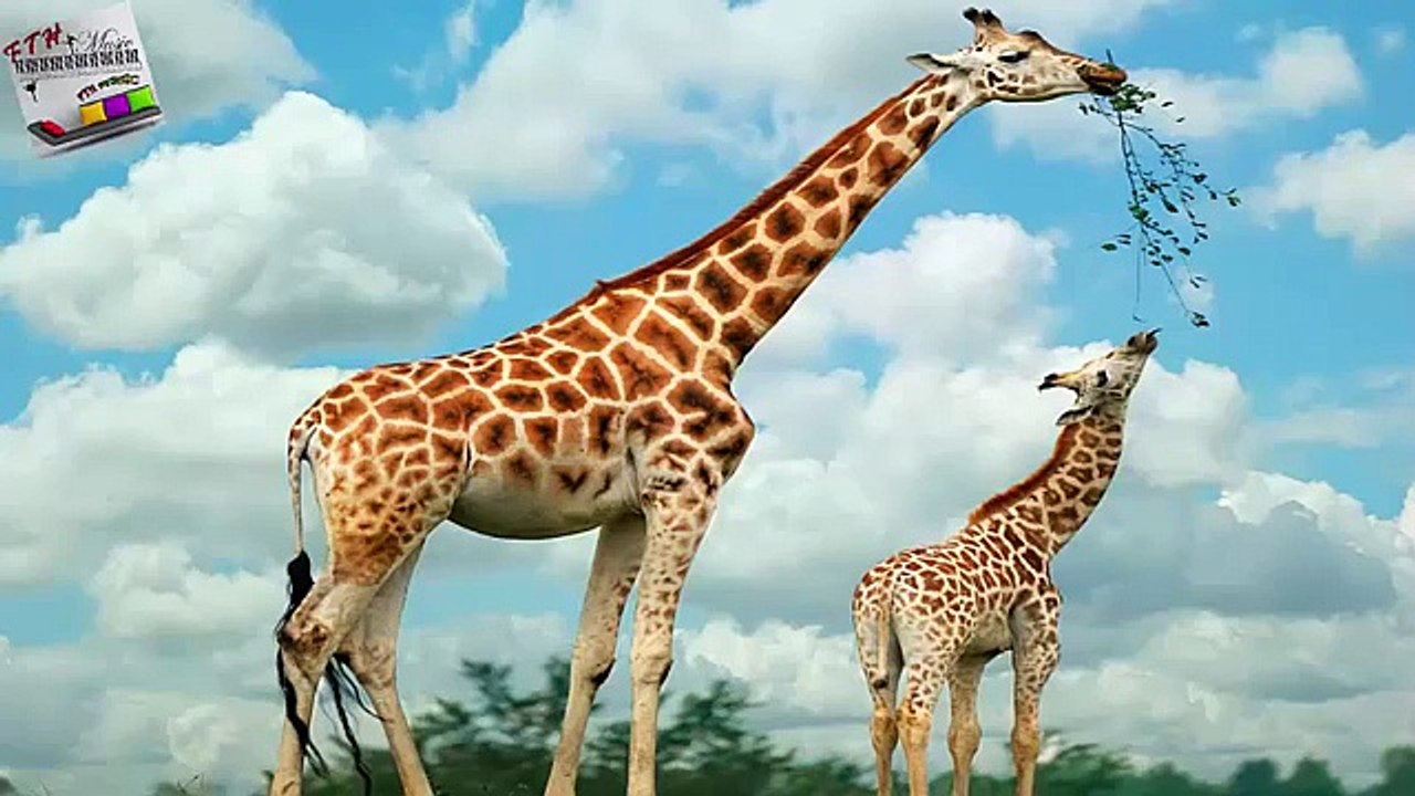 16 - ♪ ♫ ♩ ♬ Relaxing Music - Sleep Music - Study Music - Spa - Soothing Music - instrumental Music