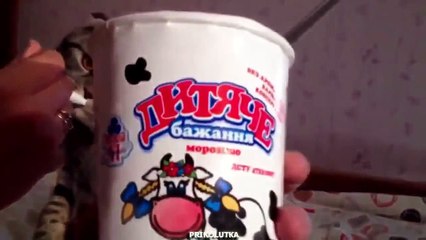 Best funny animal videos 2015 Funny videos animals 2015 FULL HD YouTube