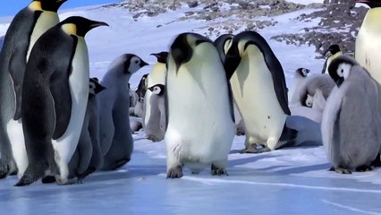 BEST funny animal videos 2015_ Penguins █▬█ █ ▀█▀