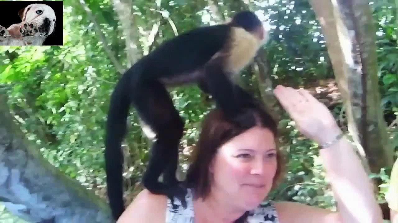 Best Funny Animals Compilation - Funny Animal Videos _ best funny animals compilation 2015(1)