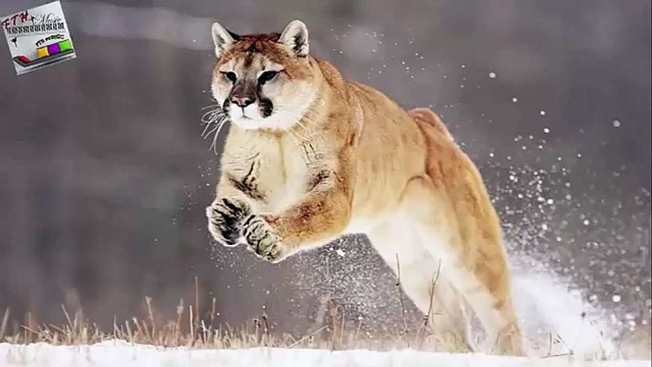 Emerald River - Enstrümantal müzik - Relaxing müzik - kuş sesi