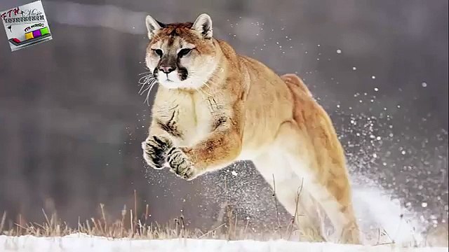 Emerald River - Enstrümantal müzik - Relaxing müzik - kuş sesi