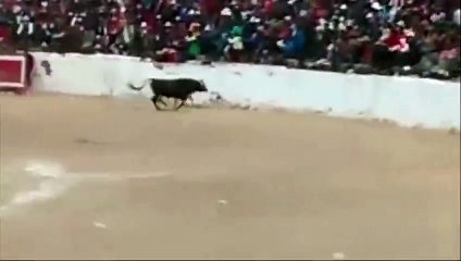 Un taureau sème la panique dans une arène au Pérou