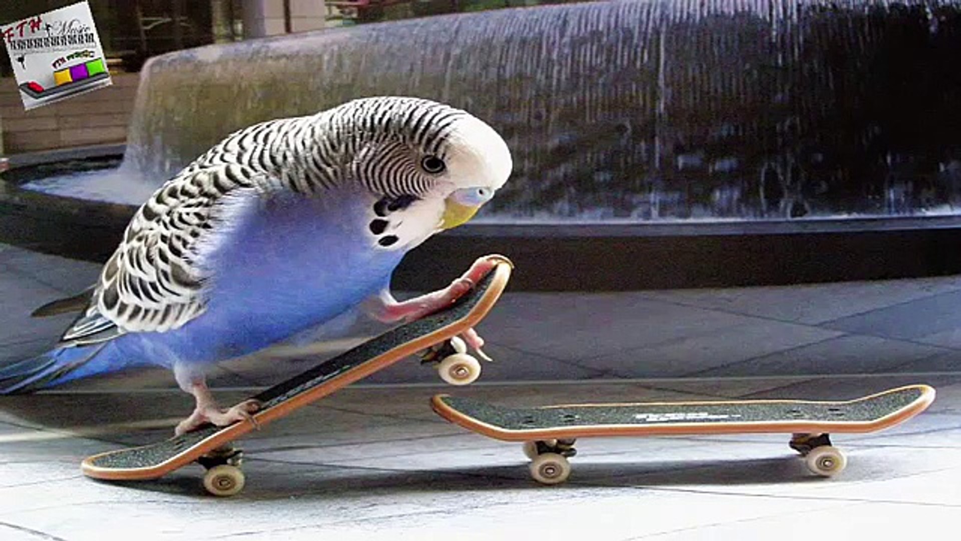 ⁣natural sound of birds - doğa kuş sesi - Relaxing music