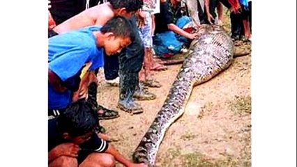 Самые большие животные и насекомые на планете
