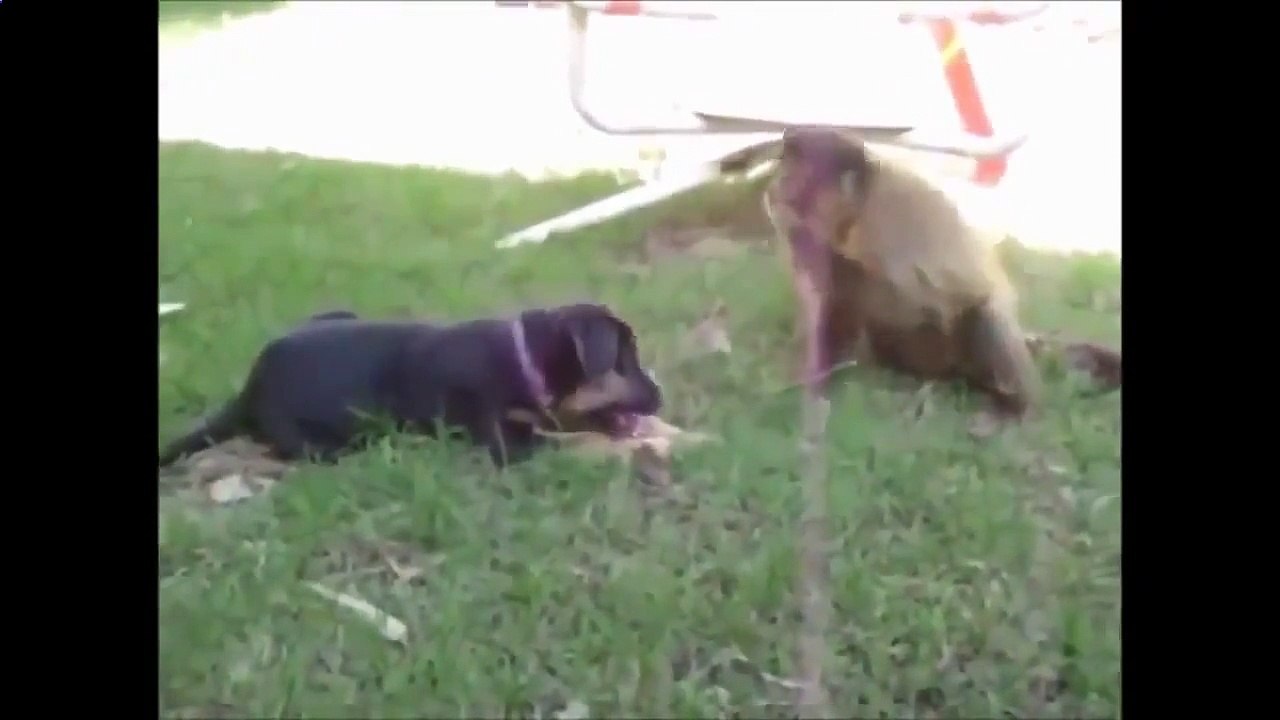 Best Funny Videos 2015 -Funny Videos Fails Compilation -Funny Animal Videos -Funny Dog - Crazy Cat