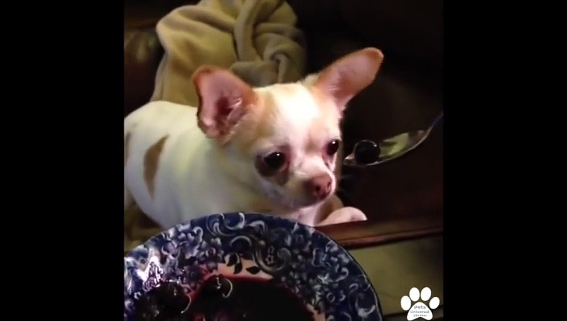 ⁣Best Pet Pet Videos Youtube Funny Videos Dogs 2015