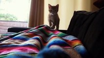 CAT - FUNNY VIDEOS Funny Cats Funny Animals Try Not To Laugh - funny cat - love pet