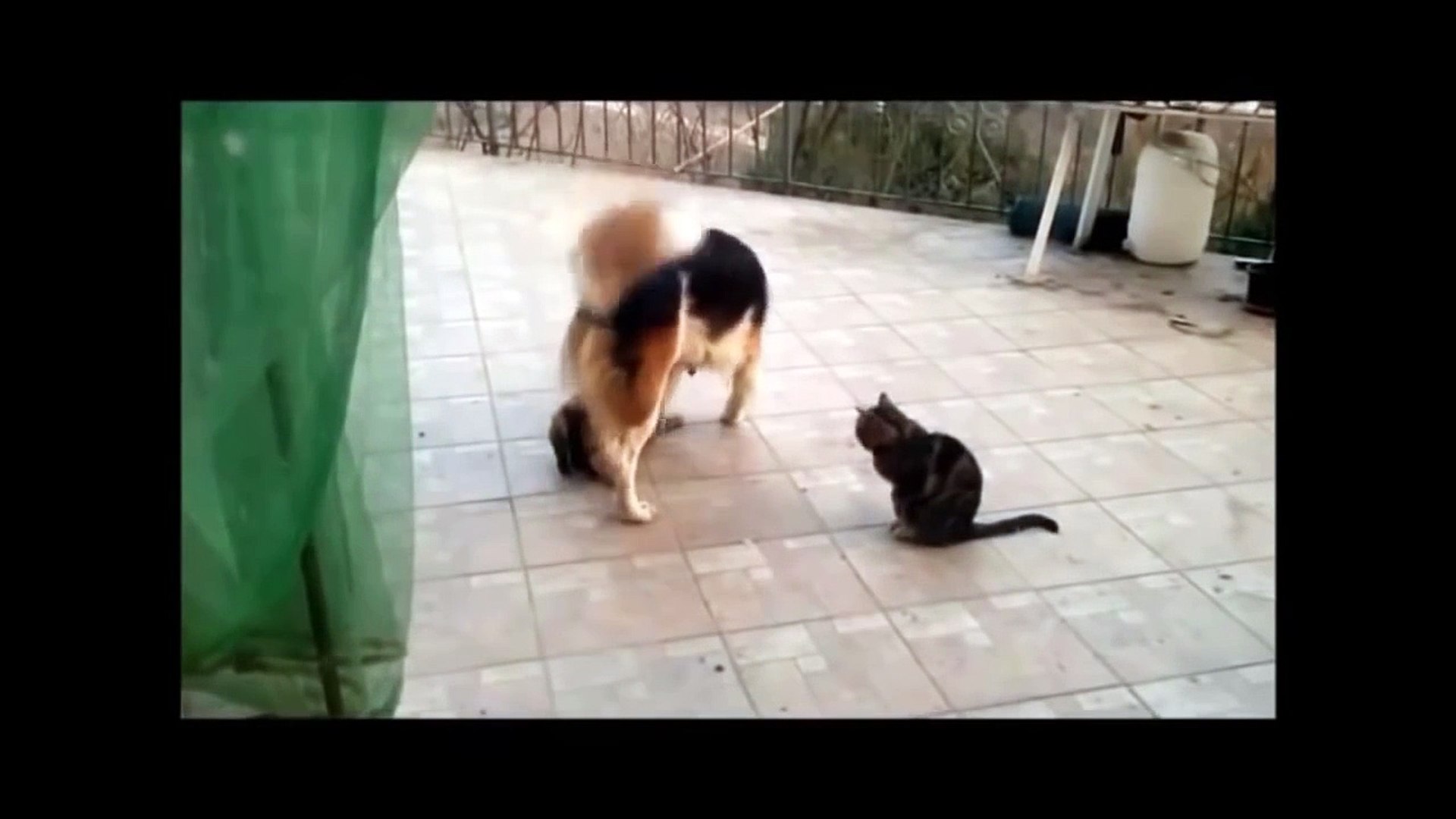 Dogs Mating with Cats - Dog Cat Mating 2015