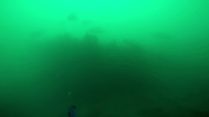 Il croise un grand requin blanc pendant une plongée