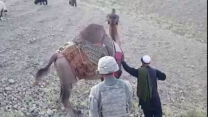 camel hit american fauji