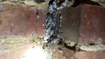 Termite inspection by professional from Protech Pest Control - 2