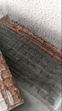 Termites Inspection Melbourne - Protech Pest Control - Part 1